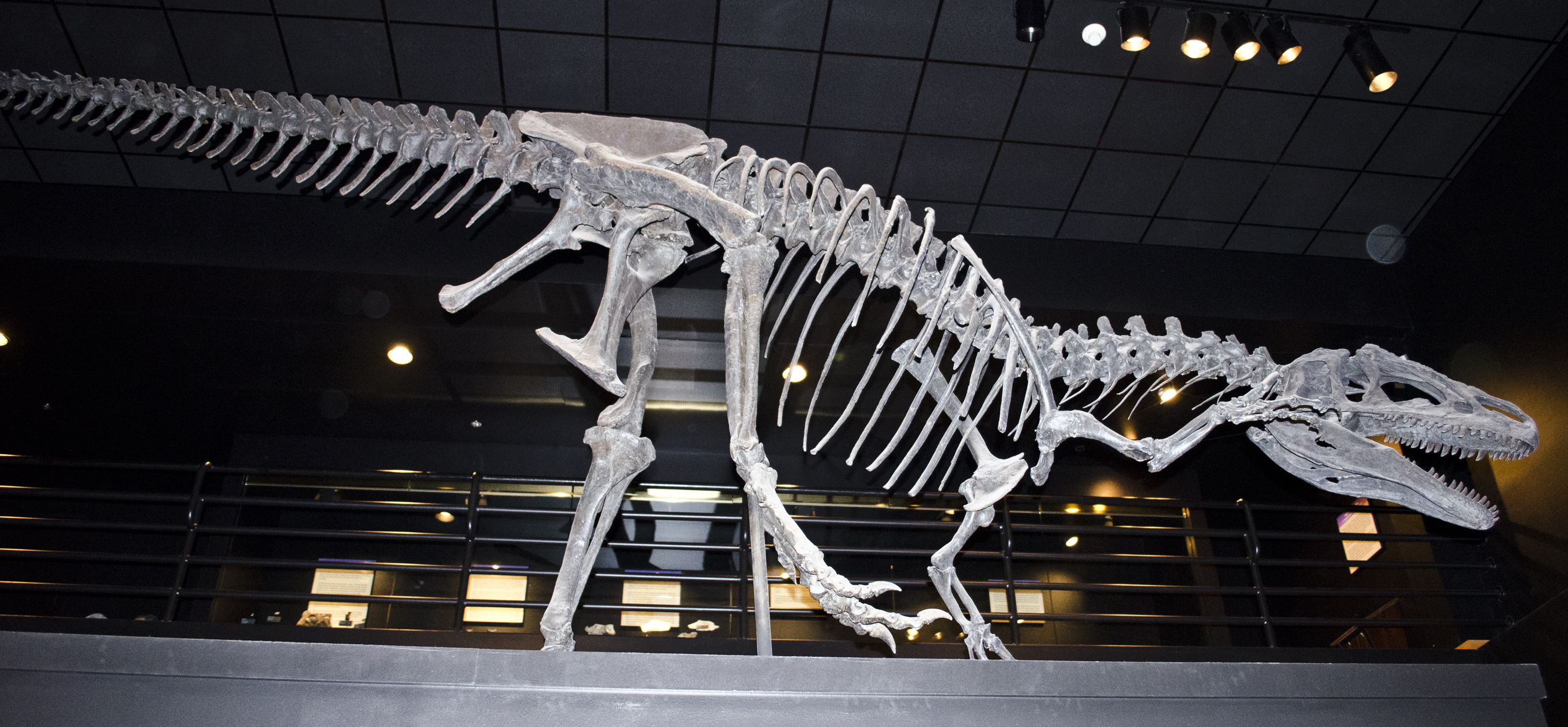 SCP-250 - Bộ xương khủng long Allosaurus fragilis (biệt danh Big Al) gần như hoàn chỉnh, trưng bày tại Bảo tàng Rockies, Bozeman, Montana.