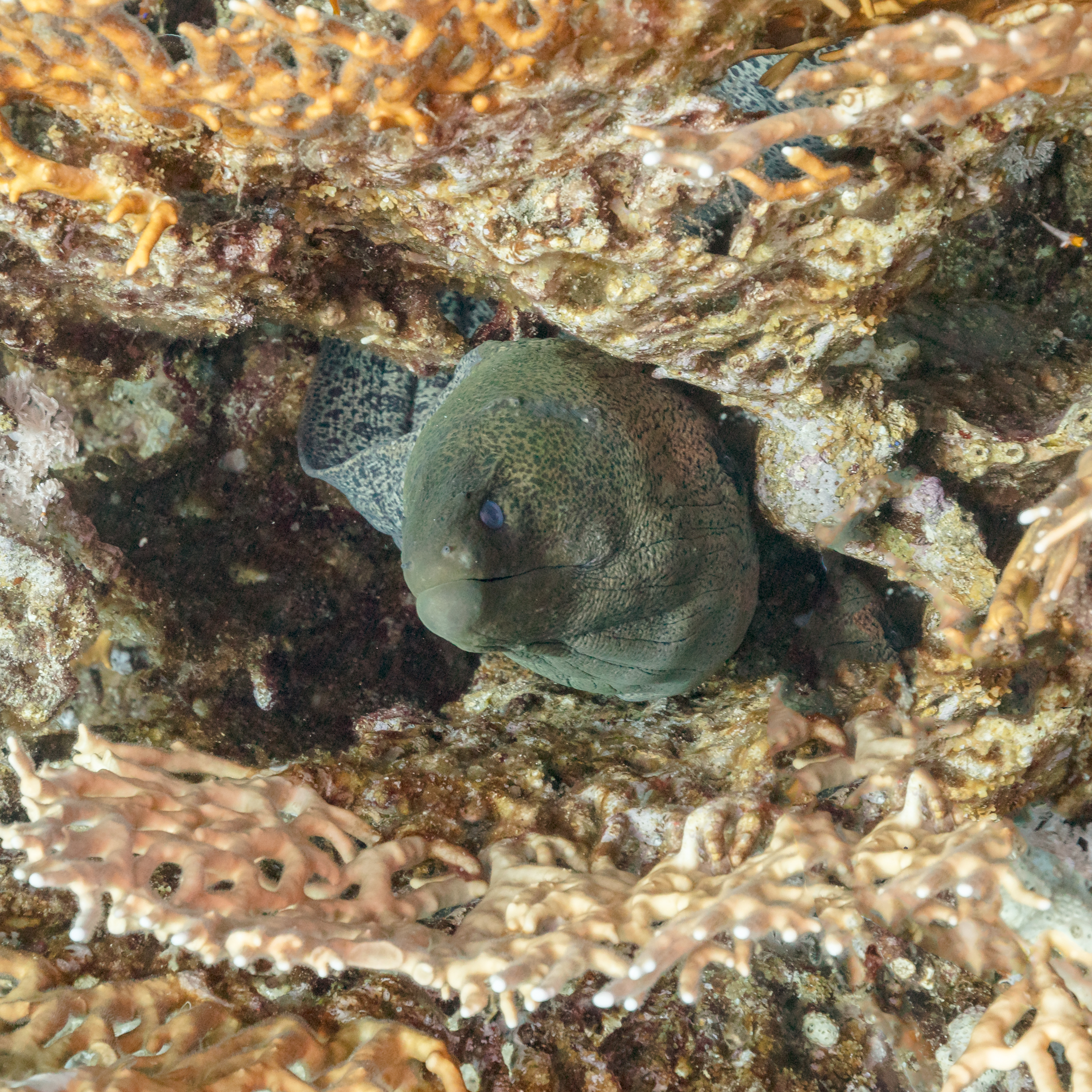 SCP-3000 - Cá chình biển khổng lồ (Gymnothorax javanicus) dưới rạn san hô ở Sharm el-Sheikh, Ai Cập