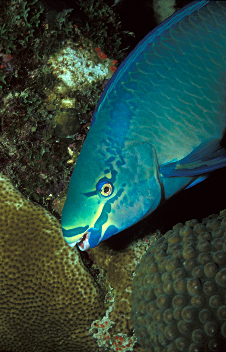 SCP-527 - Cá vẹt nữ hoàng (Scarus vetula) với màu sắc sặc sỡ đang gặm san hô.