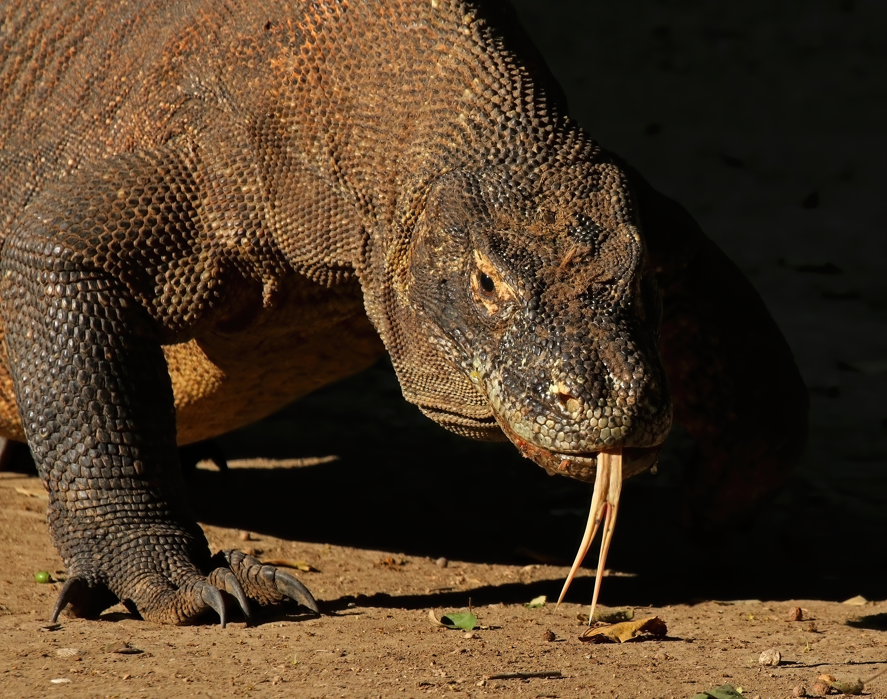 SCP-682 - Một con rồng Komodo (Varanus komodoensis) - loài thằn lằn giám sát lớn nhất thế giới - đang thè lưỡi.