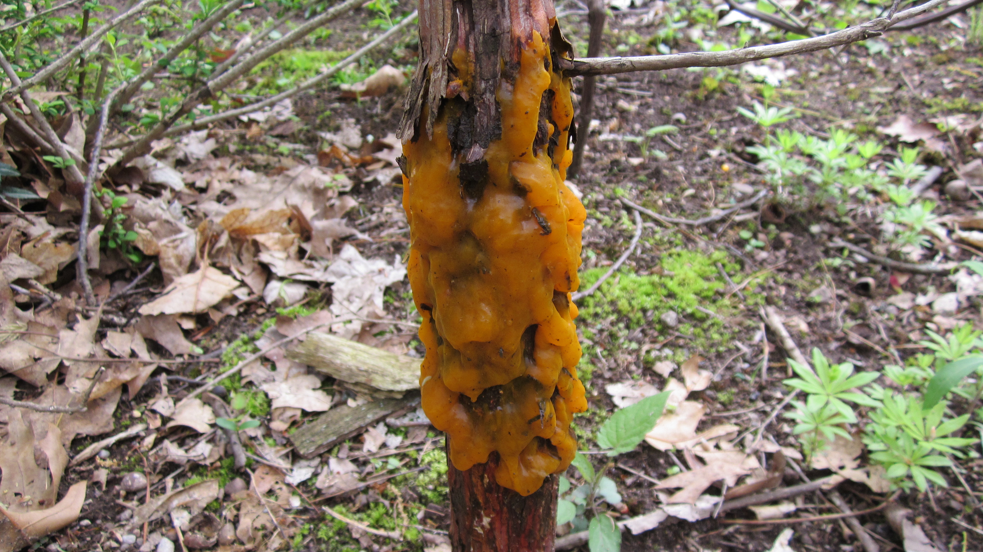 SCP-999 - Một khối nấm nhầy màu cam (slime mold) — khối gel nhầy màu cam sáng trong tự nhiên, gợi hình ảnh một sinh vật nhầy nhụa hình khối.