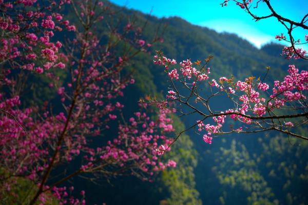 Đi đâu thì đi nhưng đến Mùa lại về Mù Cang Chải