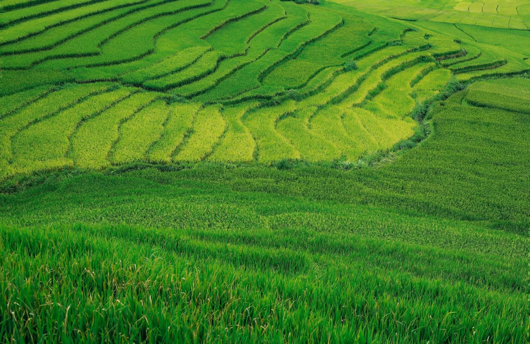 Khám Phá Tả Van Sa Pa Tháng 8 Đẹp Như Tranh