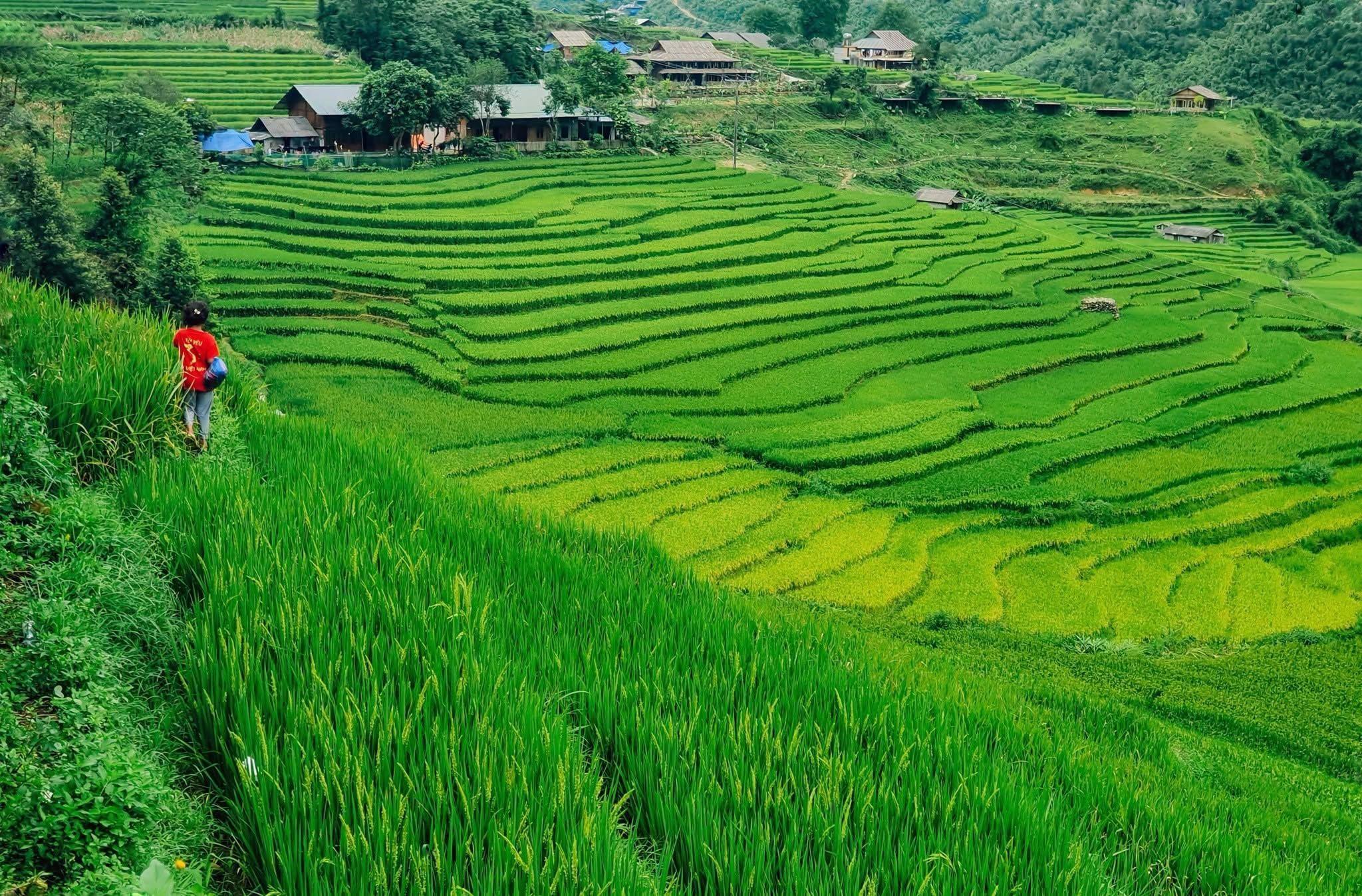 Khám Phá Tả Van Sa Pa Tháng 8 Đẹp Như Tranh