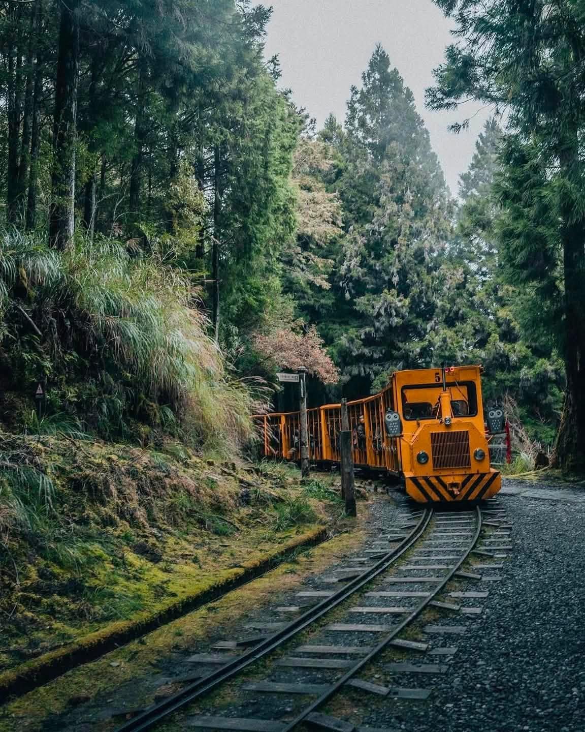 Bong Bong Train – chuyến tàu vàng cam xuyên rừng giữa biển mây Đài Loan