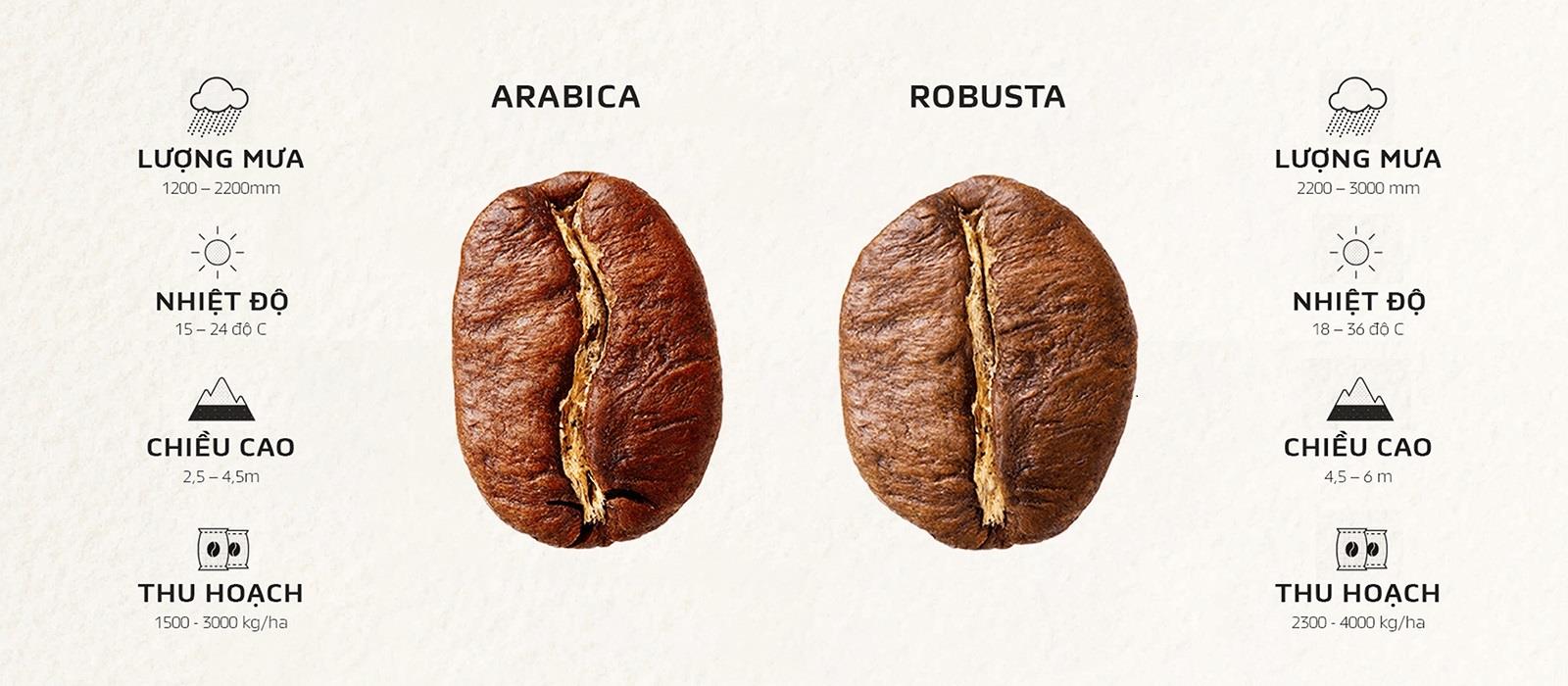 So sánh cà phê Arabica và Robusta, loại nào ngon hơn?