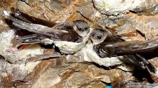 Du lịch Quy Nhơn tết nguyên đán 2026