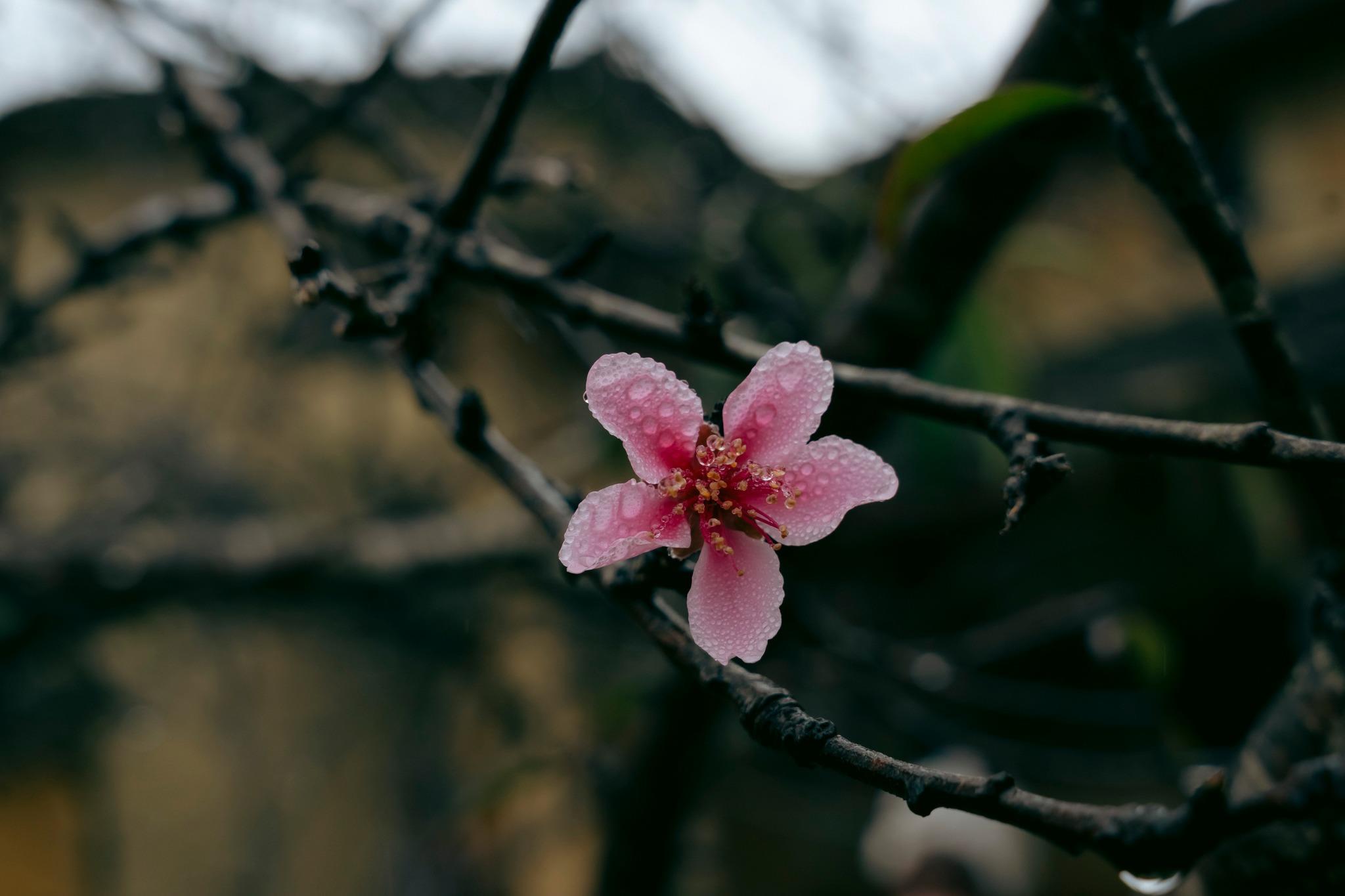 Nhịp sống một ngày bình thường ở Lô Lô Chải