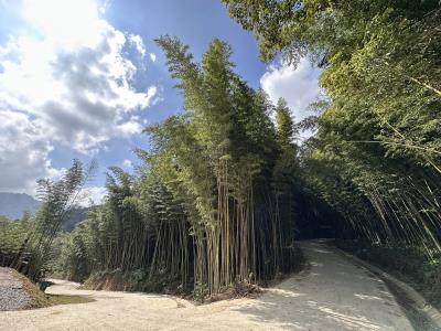 [Ảnh] Rừng trúc sào - khu du lịch sinh thái PHJA Oắc - Phja Đén Cao Bằng