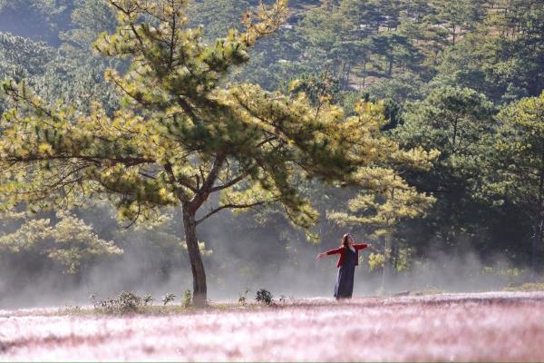 Đi Đà Lạt ngắm đồi cỏ hồng