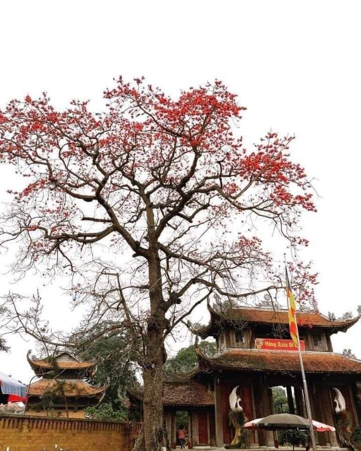 Chùa Nôm mùa hoa Gạo