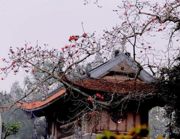 Chùa Nôm mùa hoa Gạo