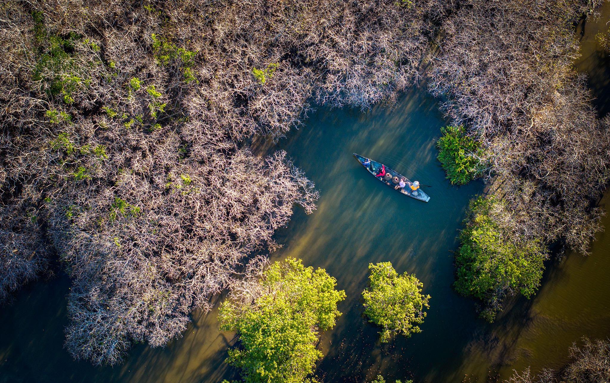 Mùa lá vàng và mùa rụng lá ở rừng ngập mặn Rú Chá