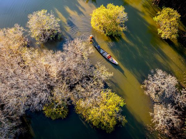 Mùa lá vàng và mùa rụng lá ở rừng ngập mặn Rú Chá