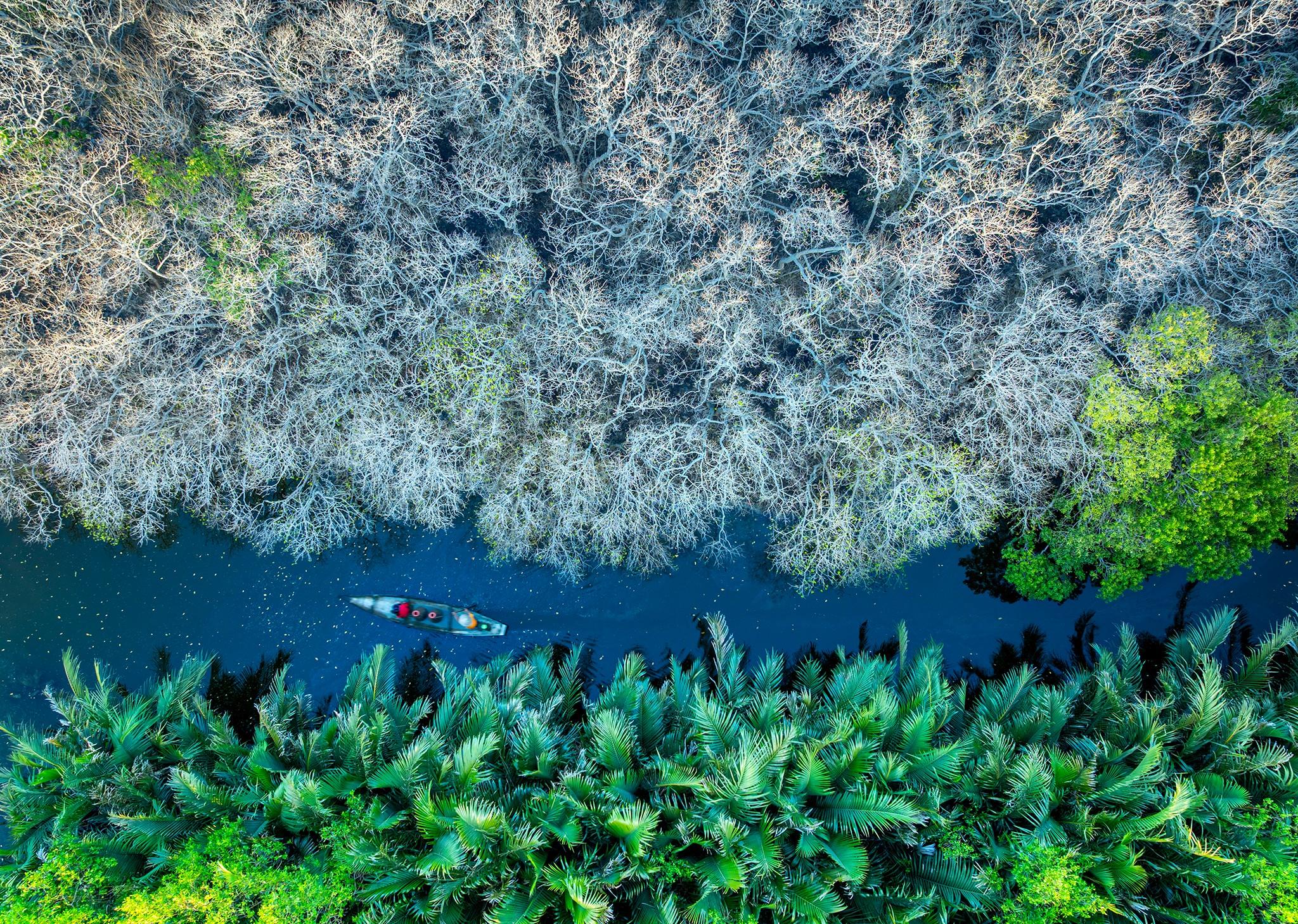 Mùa lá vàng và mùa rụng lá ở rừng ngập mặn Rú Chá