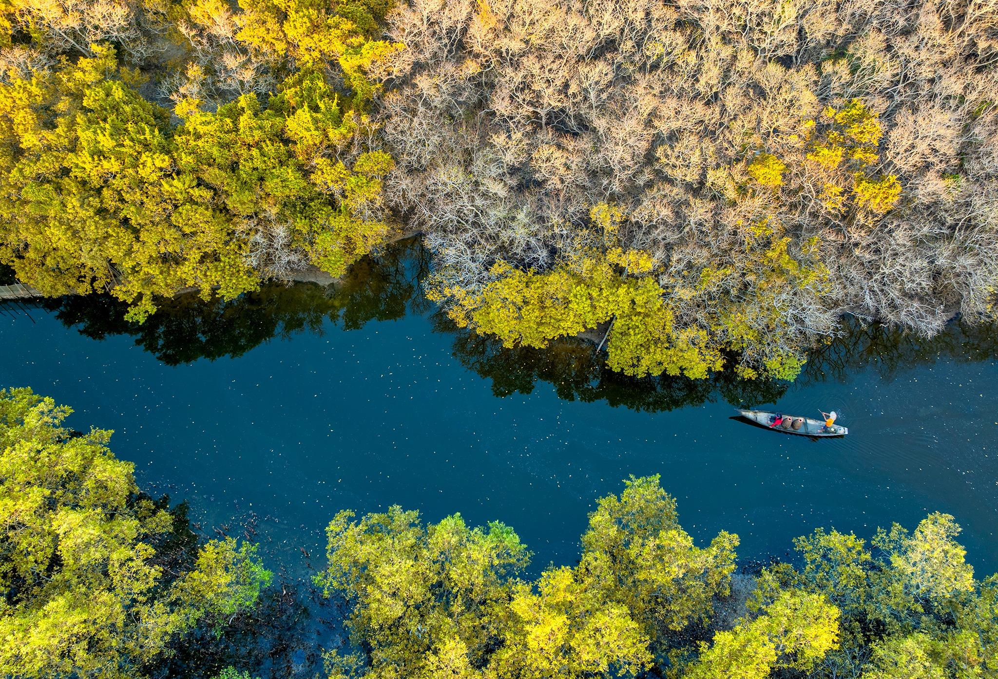 Mùa lá vàng và mùa rụng lá ở rừng ngập mặn Rú Chá
