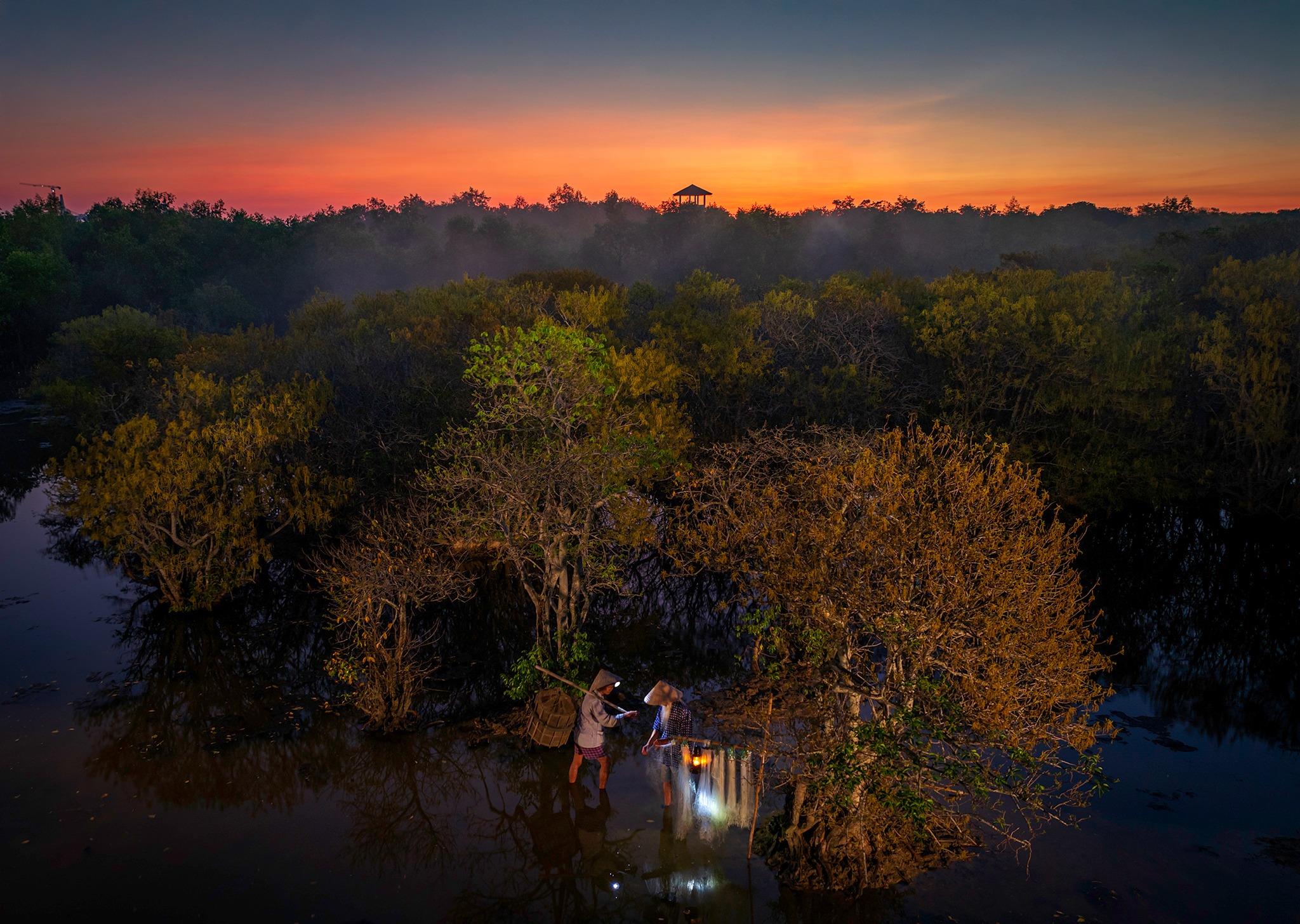 Mùa lá vàng và mùa rụng lá ở rừng ngập mặn Rú Chá