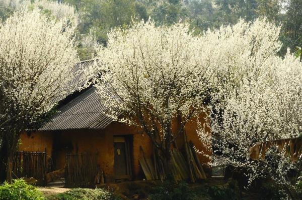 Bắc Hà & Si Ma Cai mùa hoa mận trắng xoá một góc trời, đẹp mê mẩn